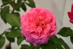 Madame Delbard rose photo