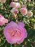 Marie van Houtte rose photo