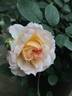 Marc-Antoine Charpentier rose photo