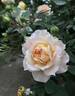 Marc-Antoine Charpentier rose photo