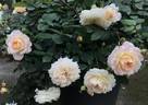 Marc-Antoine Charpentier rose photo