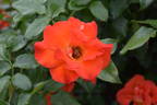 Afrikaans rose photo