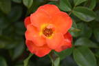 Afrikaans rose photo