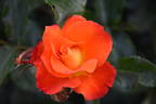 Afrikaans rose photo