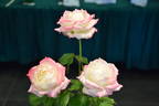 Athena rose photo