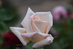 Delore rose photo