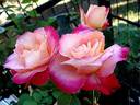 Starion ® rose photo