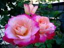 Starion ® rose photo