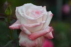 April Hamer rose photo