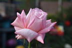 April Hamer rose photo