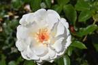 Atomic Blonde rose photo