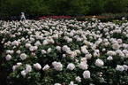Belmonte' rose photo