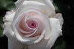 Belmonte' rose photo