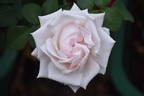 Belmonte' rose photo