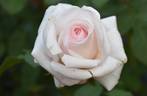 Belmonte' rose photo