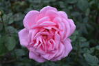 Bewitched rose photo