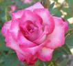 Sweet Caroline rose photo