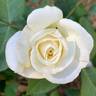 Evening Star ® rose photo