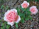 Nellie E. Hillock rose photo