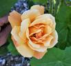 Butterscotch rose photo