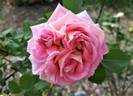 Juliet rose photo