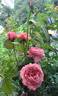 Anne-Sophie Pic rose photo