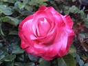 Sheer Magic ™ rose photo