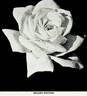Golden Rapture rose photo