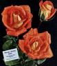 Orange Nassau rose photo