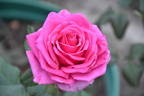 Bugatti rose photo