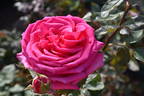 Bugatti rose photo
