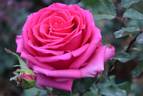 Bugatti rose photo