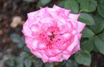 Carnival rose photo
