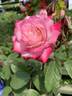 Grace N’ Grit ™ Pink Bicolor rose photo