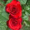 Fire King rose photo