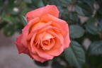 Corso ® rose photo