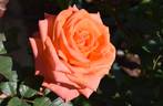 Corso ® rose photo