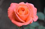 Corso ® rose photo