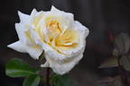 Countrywoman rose photo