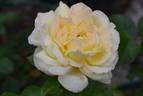 Countrywoman rose photo