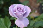 Dioressence® rose photo