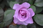 Dioressence® rose photo