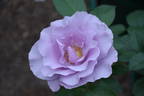 Dioressence® rose photo