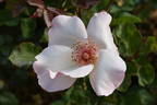 Ellen Willmott rose photo