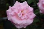 Falling in Love ™ rose photo