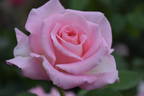 Falling in Love ™ rose photo