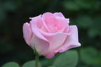 Falling in Love ™ rose photo
