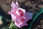 First Love rose photo