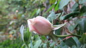 Belle Lyonnaise rose photo