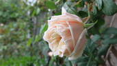 Belle Lyonnaise rose photo